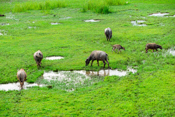 Obraz premium herd of buffalo grazing in the field