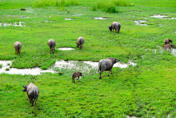 Obraz premium herd of buffalo grazing in the field