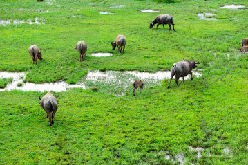 herd of buffalo grazing in the field