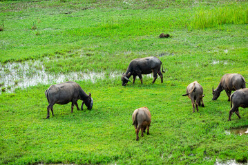 Naklejka na ściany i meble herd of buffalo grazing in the field