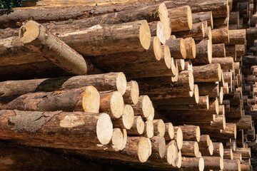 Forestry, log piles close up