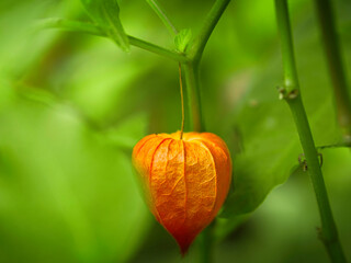 Physalis, cape gooseberry hangs on the bush. Orange fruit with green leaves