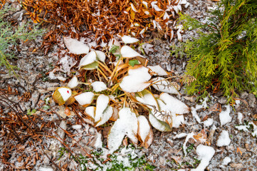 flower bed with wilted flowers under the first snow
