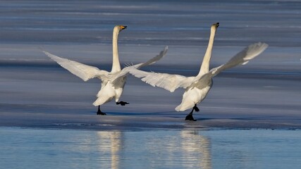 When the Swans come back after the winter season. The swans dance the arrival of spring on the edge of the ice.