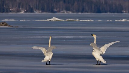 When the Swans come back after the winter season. The swans dance the arrival of spring on the edge of the ice.