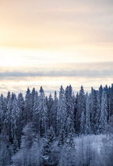 Sunrise over big fir trees