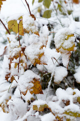 Snow covered yellow leafs on the ground