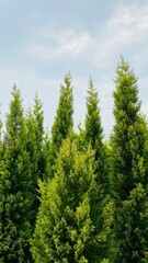 Fototapeta premium trees in the forest