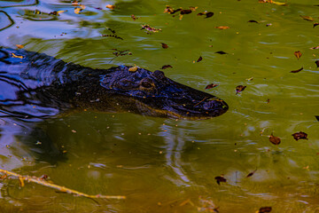 alligator in the water