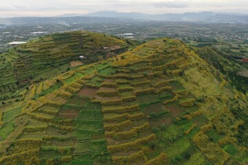 terraced rice field