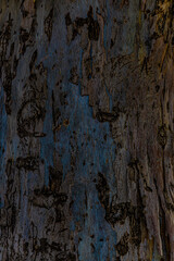 bark of a tree