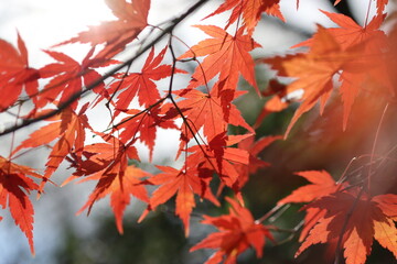 紅葉