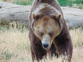Fototapeta na wymiar Brown bear in the grass, Romania