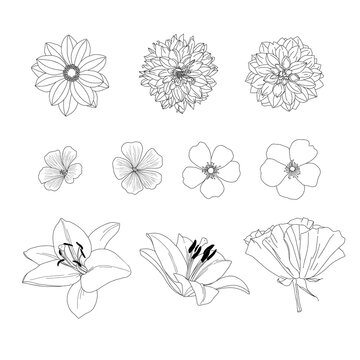 Garden flower set: dahlia, dogrose, lily. Line art, outline silhouette. Vector illustration.