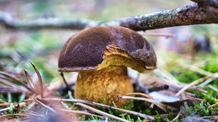 Chestnut, brown cap. Mushroom on the forest floor with moss and pine needles