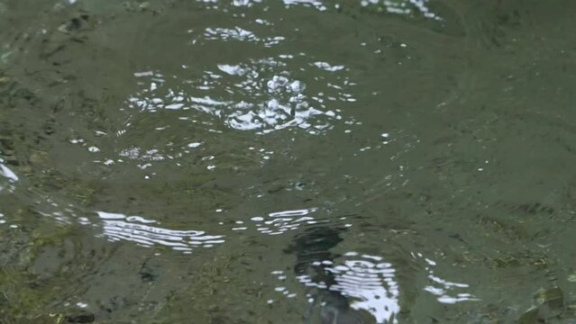 Brown dipper (Cinclus pallasii) diving underwater to forage for aquatic invertebrates, close-up