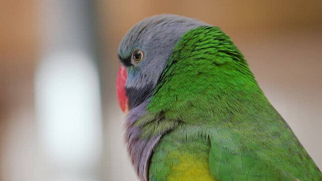 Lord Derby's Parakeet (Psittacula Derbiana, or Derbyan Parakeet) - Head close-up