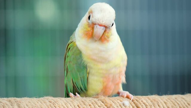 Young One Cinnamon green-cheeked conure or Parakeet (Pyrrhura molinae) perched