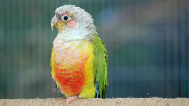 Adult Cinnamon green-cheeked conure or Parakeet (Pyrrhura molinae) perched - close-up