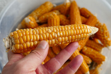 dry corn kernels,natural organic non-GMO corn,close-up corn,