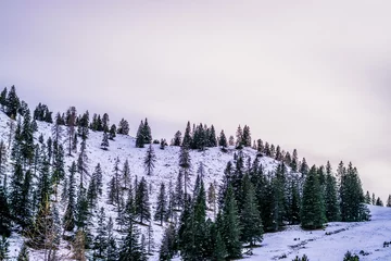 Selbstklebende Fototapete Wald im Nebel Natur / Winter