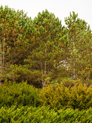 Thuja and pine trees and bushes with green and brown twigs