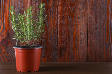 Aromatic green potted rosemary on wooden table, space for text
