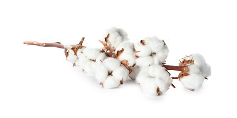 Dry cotton branch with fluffy flowers on white background
