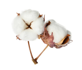 Beautiful fluffy cotton flowers on white background