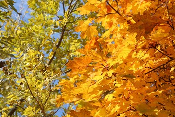 Fototapeta na wymiar Beautiful tree with orange leaves outdoors, low angle view. Autumn season