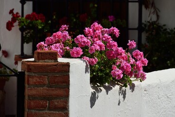 Geranios rosas en Benaluria, Valle del Genal, Málaga, Andalucía, España
