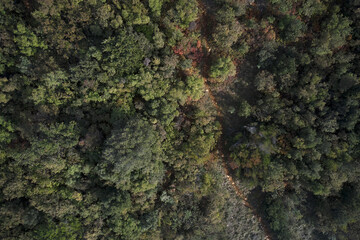 texture of trees shrubs view at high altitude.