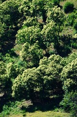 Castaños cerca de Benalauría, Valle del Genal, Málaga, Andalucía, España