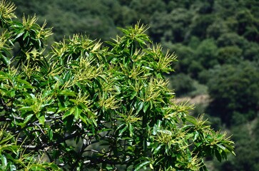 Castaños en flor en el mirador del Valle del Genal en Málaga, Andalucía, España