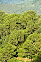 Mirador de los Castañares, Valle del Genal, Málaga, Andalucía, España