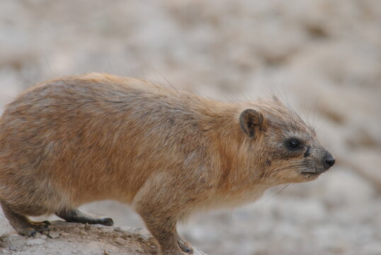 Rock hyrax (Procavia capensis), also known as the Cape hyrax. Wild life animal. This animal is also known as pimbi or dassie.