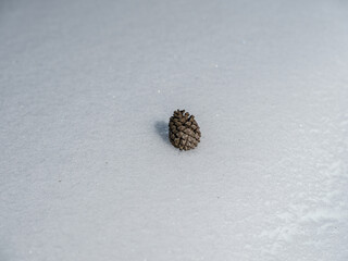 Pomme de pin posée sur la neige