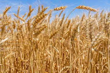 Close up of a gold wheat ears. Wheat field in a harvesting period. Blue sky background. High quality photo