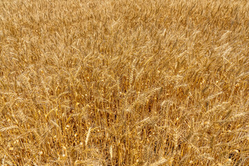 Background of ripening ears of wheat field. Ready for harvest growing in the farm fields. Selective focus. Field landscape. High quality photo