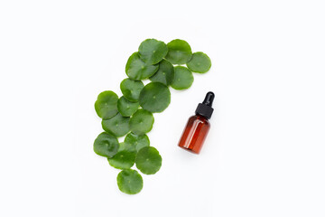 Fresh green centella asiatica leaves with essential oil bottle