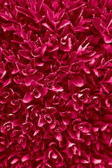 Fototapeta premium Red Viva Magenta new Color 2023 year. Top view of plants leaves in shape of flowers. Background for overlay text. Very small multi-leafed green plants close-up.
