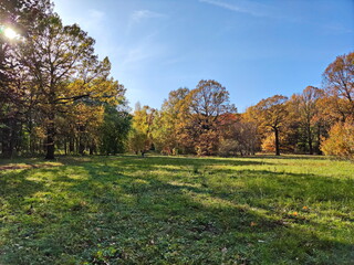 A walk in the autumn forest