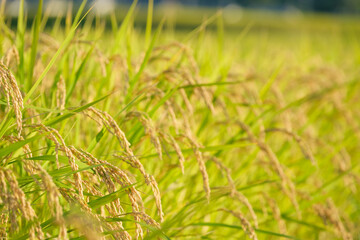 Autumn farming village, golden rice at harvest time