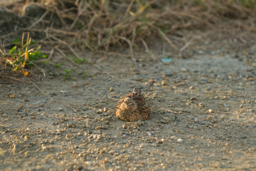 A lark bathing in the sand in a rural village at dusk.