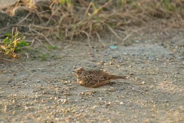 A lark bathing in the sand in a rural village at dusk.