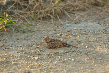 A lark bathing in the sand in a rural village at dusk.