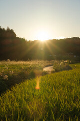 Fototapeta na wymiar Autumn dusk, a view of rice fields with pre-harvest rice