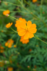 Cosmos with brightly colored flowers in an autumn farming village