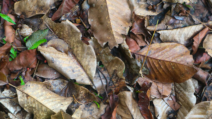 dry leaves on the ground falling from the tree