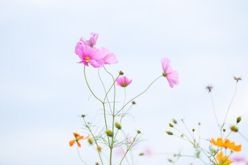 Cosmos with brightly colored flowers in an autumn farming village